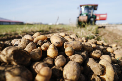 Ein Traktor fährt bei der Ernte von Kartoffeln in Rheinland-Pfalz über einen Acker. 