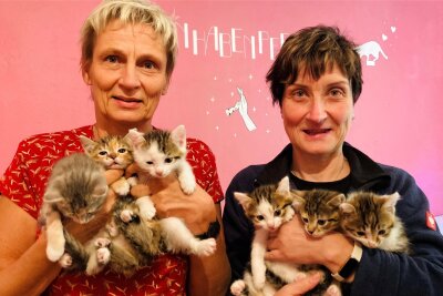 Susanne Trommler (l.) und Diana Glöckner vom Tierheim Bockau schmusen gern mit den niedlichen Kitten. Doch die große Anzahl der kleinen und großen Stubentiger bereitet ihnen mitunter Sorge.