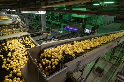 Kartoffeln kommen zur Weiterverarbeitung in einer Halle der Friweika eG in Weidensdorf an.