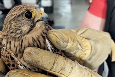 Das ging noch mal gut: Munter und gesund durfte der gerettete Falke, ein Weibchen, wieder losfliegen.