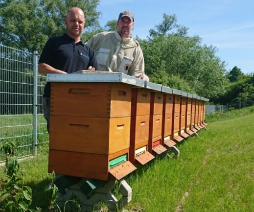 600.000 neue Angestellte - Zwölf Bienenvölker hat der Mülsener Imker Sven Rudolph (r.) der Firma Heinrich Schmid in Crossen vor die Nase gesetzt - links Mitarbeiter Nico Künzel.