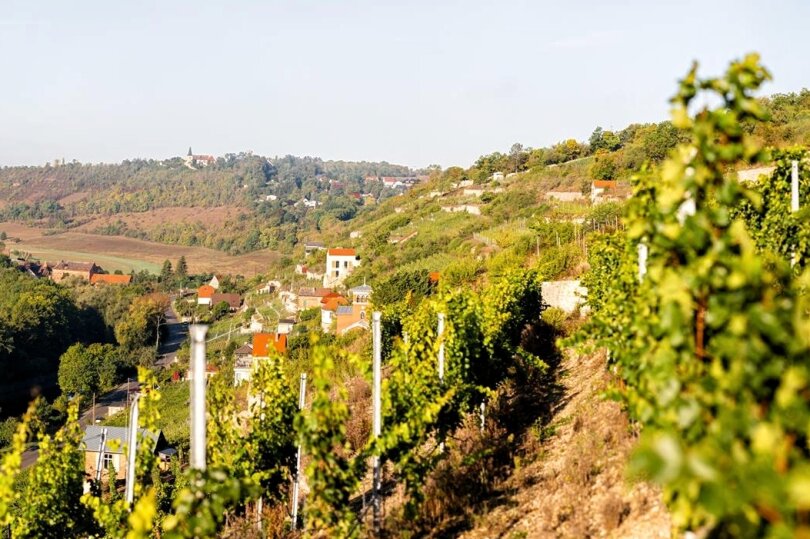 Der Freyburger Schweigenberg ist der markanteste Weinberg der Region und Zeugnis deutscher Weinkultur.