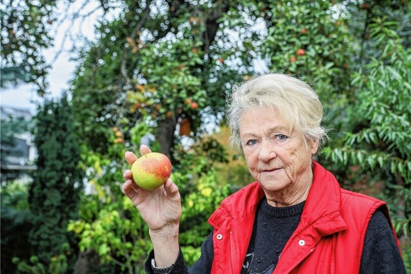 Von außen sieht der Boskoop von Brigitte Koch aus Chemnitz zum Anbeißen aus. Doch viele Äpfel sind von Maden befallen. 