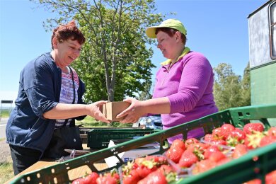 Auf den Erdbeerfeldern der Obstgut Genossenschaft Seelitz werden die ersten Erdbeeren geerntet. Am Feld bei Spernsdorf verkauft Mitarbeiterin Sabine Träger (rechts) die süßen Früchte.