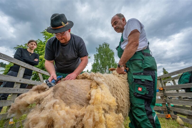 Die Schafe bleiben ungeschoren: Der Schäfertag am Sonntag im Vogtländischen Freilichtmuseum Eubabrunn ist wegen der Wetterlage abgesagt worden.