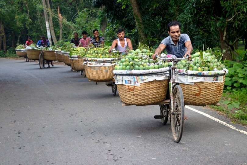 Markttag in Bangladesch: Bauern transportieren mit Fahrrädern unzählige Früchte durch einen Wald, um sie auf dem größten Mangomarkt in der Region Chapainawabganj zu verkaufen.