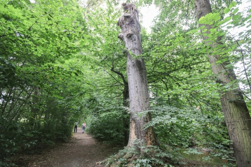 Die Natur spielt auf dem Gelände des ehemaligen Wasserwerksparks die Hauptrolle. Ein abgestorbener Baum wie der in der Mitte ist einZuhause für unzählige Insekten. Regelmäßig finden Kontrollen statt, etwa um bei Unwettern gefällte Bäume zu begutachten.