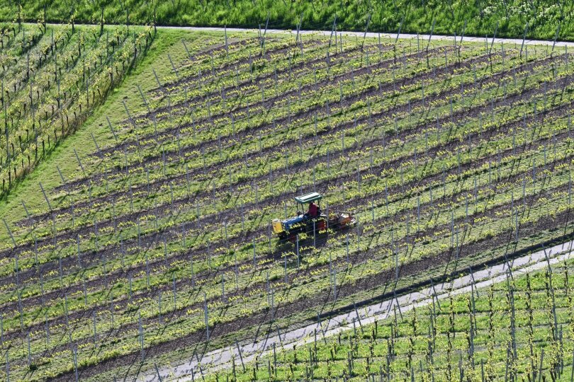Ein Winzer bearbeitet in einem Weinberg in Stuttgart mit einem Traktor den Boden. Nach Frostnächten fürchten Winzer und Obstbauern Ernteausfälle.