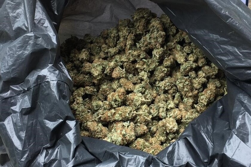 700 Gramm Marihuana bei 60-jährigem Drogenbauer sichergestellt - 