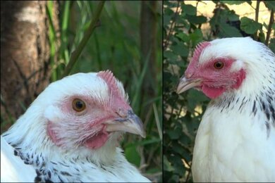Die linke Henne ist den Angaben zufolge im Ruhezustand und daher ist ihr Gesicht nur leicht rot gefärbt. Rechts sieht man ein stark errötetes Gesicht, nachdem das Huhn eine negative Erfahrung gemacht hat.