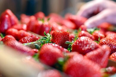 Im Schnitt sei die Erdbeersaison für gut verlaufen, heißt es vom Verband Süddeutscher Spargel- und Erdbeeranbauer.