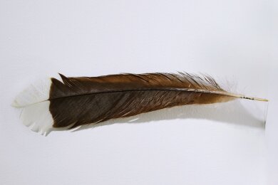 Die Feder des ausgestorbenen Huia-Vogels hat bei einer Auktion in Neuseeland einen Rekordpreis erzielt.