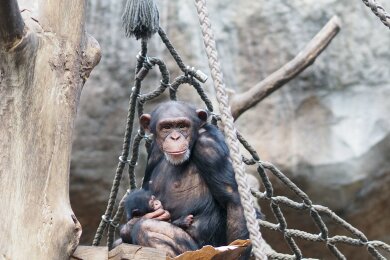 Dieses vom Zoo Leipzig zur Verfügung gestellte Foto zeigt das Schimpansenweibchen Changa mit ihrem Jungtier auf einem Klettergerät.