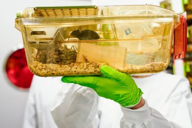 Eine Mitarbeiterin hält im Zentralen Tierlabor des Deutschen Krebsforschungszentrums (DKFZ) einen Tierkäfig mit Mäusen in den Händen.