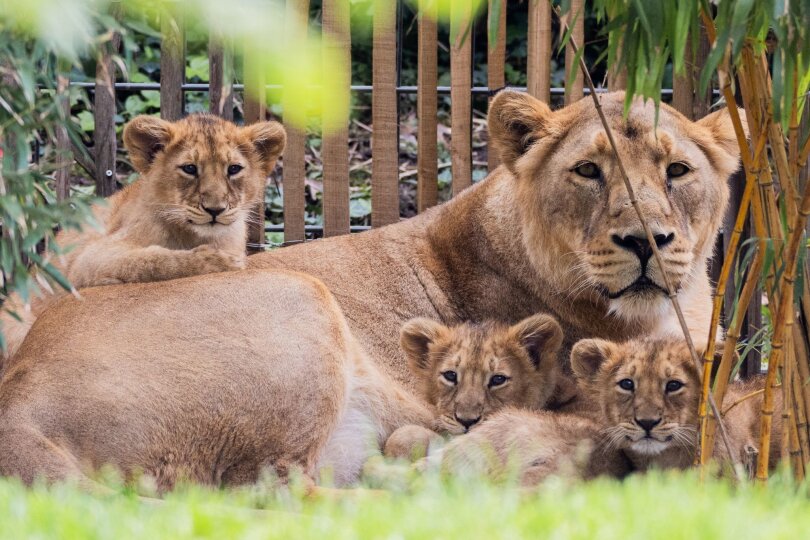 Die drei Ende Januar im Kölner Zoo geborenen Asiatischen Löwenjungen dürfen erstmals mit ihrer Mutter "Gina" auf die Außenanlage. Der Wurf ist die erste Löwengeburt im Kölner Zoo seit 20 Jahren.