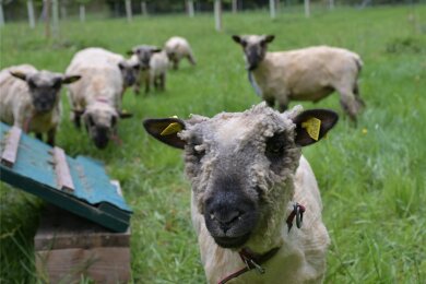 Sieben Shropshire-Schafe stehen auf der Köhlerwiese in der Nähe vom Freibad in Bockau. Das Besondere an dieser Rasse ist, dass sie im Gegensatz zu anderen nicht an verholzte Triebe gehen und so auch die Obstgehölze in Ruhe lassen.