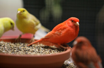 800 Besucher bei Vogelausstellung in Waldenburg - Nicht nur kanariengelbe Kanarienvögel waren bei der Ausstellung zu sehen.