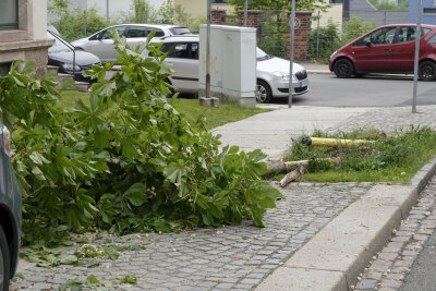 82-Jähriger fällt Baum bei Unfall - 