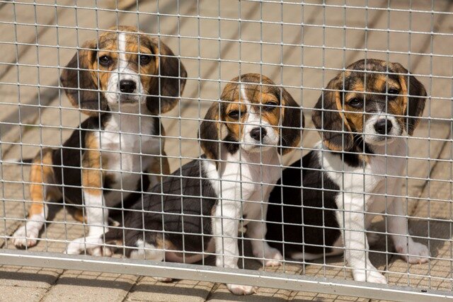 Geschmuggelte Hunde belasten Tierheime Freie Presse Annaberg