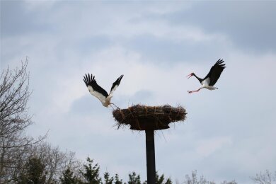 Störche im Anflug: Ein Weißstorchenpaar macht es sich schon zum zweiten Mal in Memmendorf gemütlich. Doch es gibt Ärger mit einem „Nachbarn“.