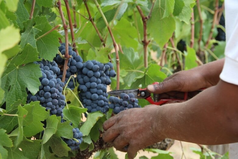 Weintrauben sind lecker, aber ein Genuss sind sie für manchen erst dann, wenn sie keine Kerne haben. 