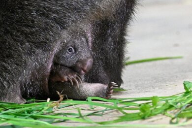 Tierischer Nachwuchs im Prager Zoo: Das junge Wombatweibchen Mersey hat sich aus dem Beutel seiner Mutter gewagt.