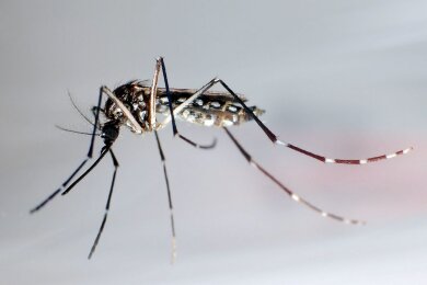 Stechmücke der Art "Aedes aegypti" - auch "Stegomyia aegypti": Die Gelbfiebermücke, Denguemücke oder Ägyptische Tigermücke überträgt verschiedene Krankheiten, darunter auch das Dengue-Fieber.