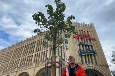 Eric Sauer, Lehrling beim Vermessungsbüro Wuttke, hat den Marktbaum vermessen: Die Höhe verharrt bei 5,71 Meter.