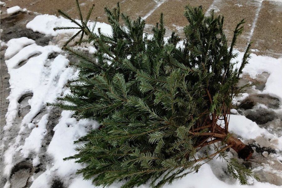 Abholung startet: Wo erzgebirgische Weihnachtsbäume landen - Ein ausgedienter Weihnachtsbaum liegt am Straßenrand in Annaberg-Buchholz. Am Montag starten die Sammeltouren zur Entsorgung von Weihnachtsbäumen im Erzgebirgskreis. 