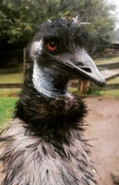 Abschied von einem schrägen Vogel - Ein wahrhaft schräger Vogel: Emu Curly im Auer Zoo der Minis ist tot. 