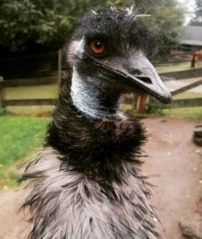 Abschied von einem schrägen Vogel - Ein wahrhaft schräger Vogel: Emu Curly im Auer Zoo der Minis ist tot. 