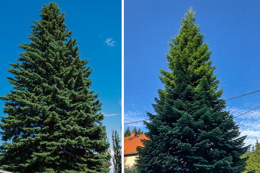 Abstimmung: Welcher Baum soll den Weihnachtsmarkt schmücken? - Baum A (l.) ist eine Blaufichte, Baum B eine Douglasie.