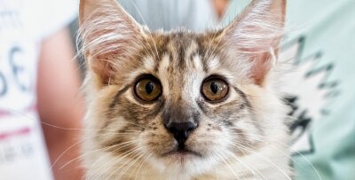 Abzocke mit Katzenbabys: Amtsgericht verurteilt Frau - Norwegische Waldkatzen gelten als verschmust und verspielt. Eine Betrügerin aus dem Erzgebirge wollte mit den Samtpfoten Geld machen. 