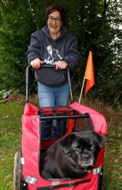 Ach du dicker Hund! Hier fährt ein Vierbeiner Buggy - Tierheimchefin Jana Berger mit Hundedame Elli, die wegen ihres Übergewichts gegenwärtig nicht sehr bewegungsfreudig ist.