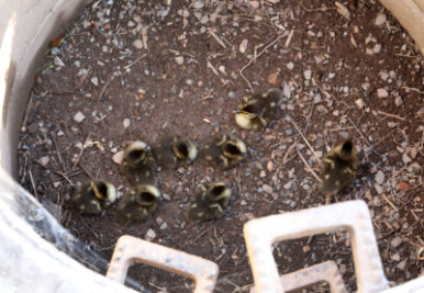 Acht Entenküken aus Schacht gerettet - Acht Entenküken waren am Mittwoch in Hohenstein-Ernstthal in einem Schacht gefangen.