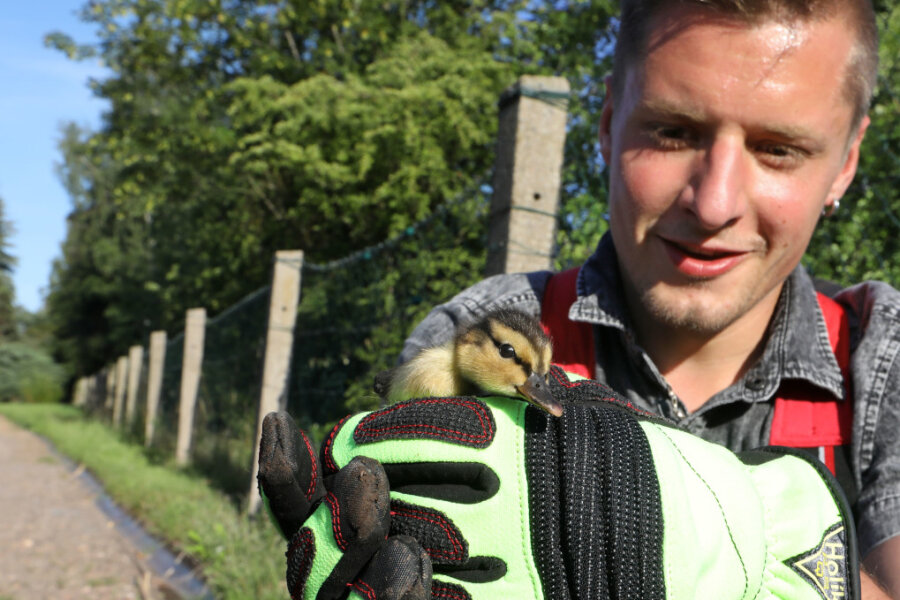 Acht Entenküken aus Schacht gerettet - Feuerwehrmann Sebastian Schmidt holte die Küken behutsam aus dem Schacht. 