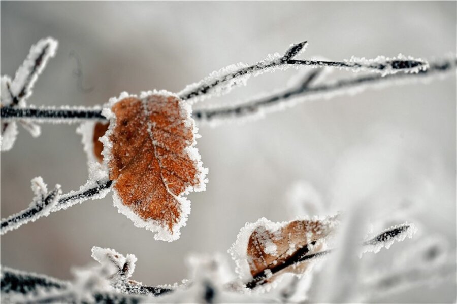 Acht wirksame Strategien gegen den Winterblues - Winter - das ist nicht nur Kälte. Er lässt aus Pflanzen auch bizarre Gebilde entstehen, die das Herz erfreuen. 