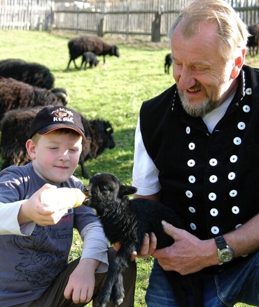 Eberhard Hübner und Enkel Felix füttern Ouessant-Schafe