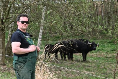 Achtung Wasserbüffel: Chemnitzer Landwirt versucht stundenlang, seine Tiere einzufangen - Landwirt Tim Winkler besitzt rund 80 Wasserbüffel. Neun davon stehen auf einer Weide in Ebersdorf, einer Fläche der Stadt. Die Büffel dienen dort als natürliche Landschaftspfleger.