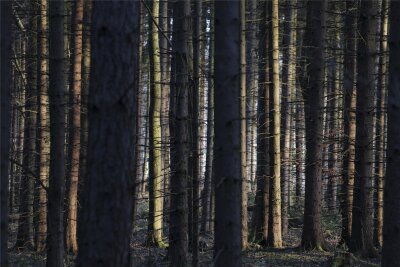 Adorf: Zufahrt zum Stadtwald soll endlich gebaut werden - Mit fast 600 Hektar Wald ist Adorf nach Plauen der zweitgrößte kommunale Waldbesitzer im Vogtlandkreis.