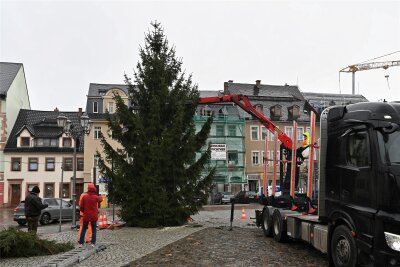 Adventszeit: Fichte schmückt Peniger Markt - Der Weihnachtsbaum steht schon einmal auf dem Markt in Penig.