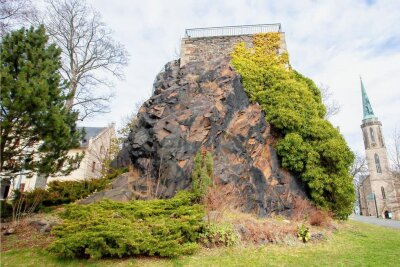 Ärger am Schlossfelsen Falkenstein: Darum wurde der 100-jährige Efeu gekappt - Am Falkensteiner Schlossfelsen rankt Efeu. Noch, denn nachdem der Stamm am 8. November 2022 gekappt wurde, vertrocknet das immergrüne Gehölz und wird von der Spitze her gelb.