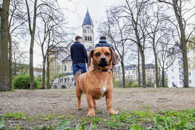 Ärgernis Hundekot in Plauen: "Es stinkt zum Himmel" - Dackelmix Henry fühlt sich wohl im Park an der Markuskirche - seine Besitzer haben immer ein Tütchen für Hundekot dabei. Andere Hundebesitzer allerdings nicht: Und genau das ärgert Anwohner. 