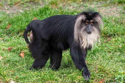 Affe aus Leipziger Zoo entwendet – Polizei fahndet nun mit Foto nach dem gestohlenen Tier - Bartaffenweibchen Ruma ist aus dem Leipziger Zoo gestohlen worden. Die Polizei schrieb das Tier zur Fahndung aus.