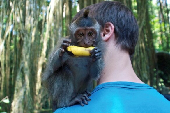 Affen und andere Urlaubsplagen - Goldene Regel: Banane sofort rausrücken - sonst kann es mächtig wehtun.