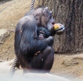 Affenjunge heißt jetzt Badu - Schimpansen-Mama Corry kümmert sich liebevoll um Badu. 