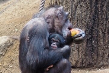 Schimpansen-Mama Corry kümmert sich liebevoll um Badu. 