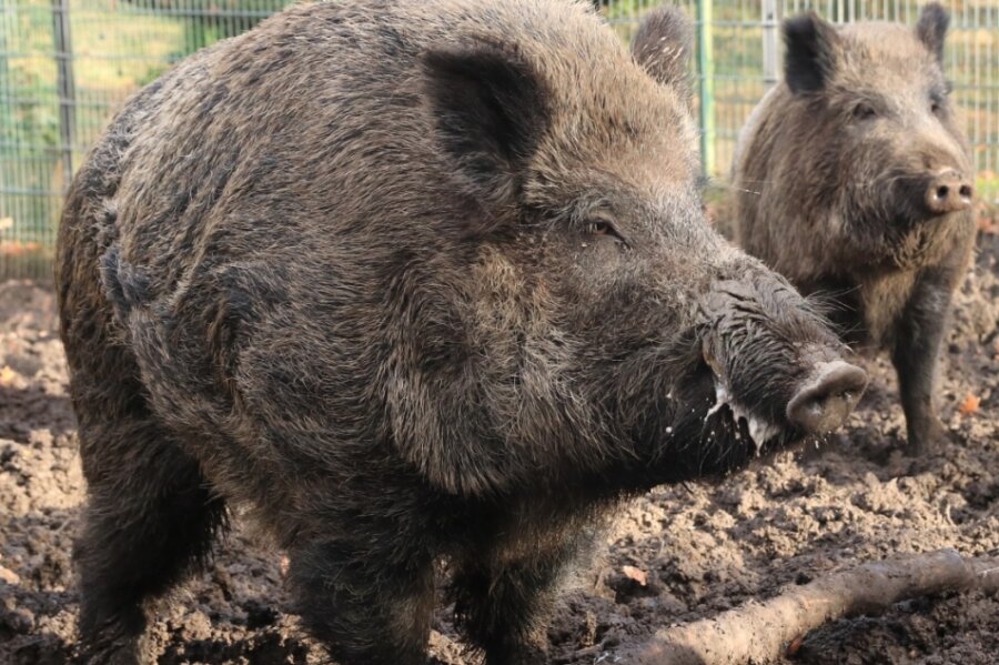 Afrikanische Schweinepest im Anmarsch - Keiler und Bache: Wildschweine übertragen das gefährliche Virus. 