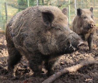 Afrikanische Schweinepest im Anmarsch - Keiler und Bache: Wildschweine übertragen das gefährliche Virus. 