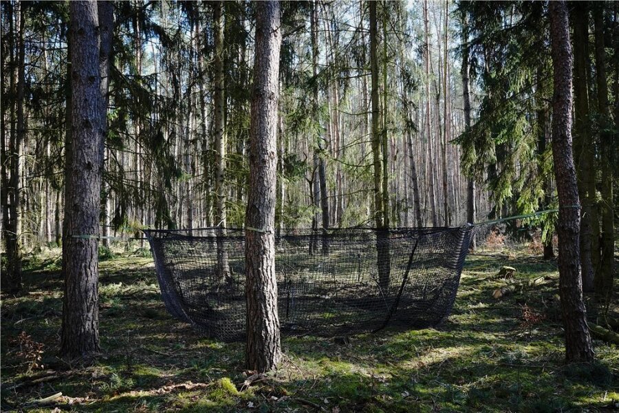 Eine Netzfalle für Wildschweine ist zwischen den Bäumen befestigt. 50 solcher Fänge werden derzeit in Sachsen installiert. 